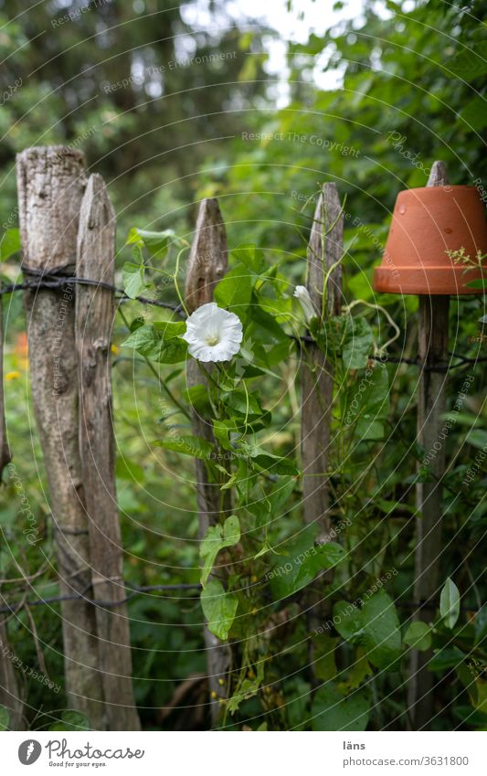 Fence winch Bindweed bleed paling fence Summer Garden Exterior shot Deserted Plant Shallow depth of field Blossoming Growth Day Colour photo Flowerpot