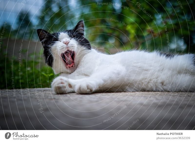Yawning cat lying on the ground in the garden Cat yawning oot Domestic cat Colour photo Exterior shot Animal portrait Garden Green Outdoors One animal feline