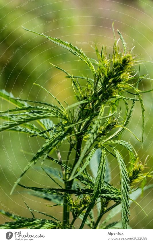breakfast Marijuana Cannabis Medication Hemp natural Marijuana buds Plant Weed narcotic Intoxicant medicine Illegal Hashish Healthy Alternative Grass sativa