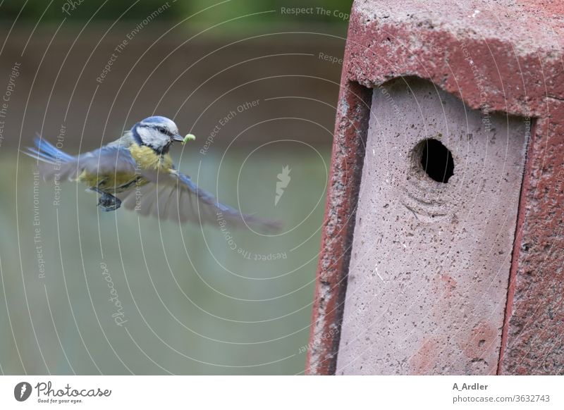 Blue tit in flight in front of the nesting box Tit mouse birds bird box Flying Animal Colour photo Nature Wild animal Grand piano Feeding Exterior shot