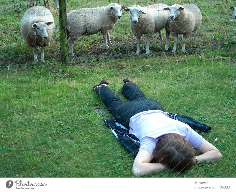 Strange Being Calm Meadow Sheep Summer Break Wellness Woman monitored Nature