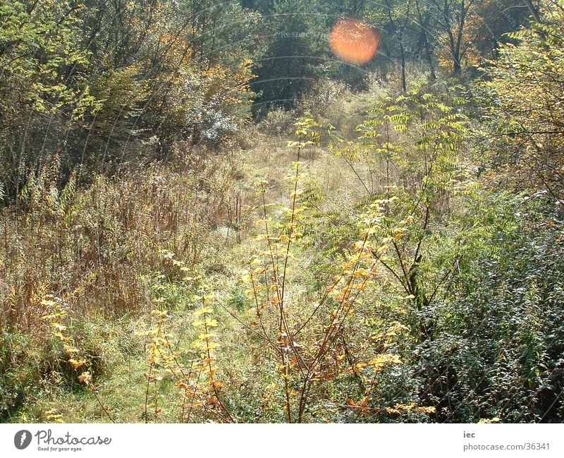 autumn grass Autumn Grass Federal State of Burgenland Forest Meadow Bushes