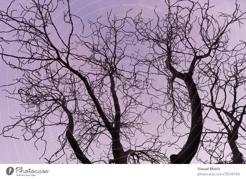 Dark branches against the sunset sky of an Aesculus hippocastanum tree commonly known as Horse chestnut or Conker tree Aesculus Hippocastanum purple nature