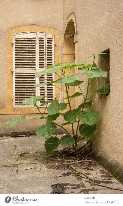 Plant growing in an abandoned backyard Backyard proliferate shutters doorway forsake sb./sth. detail Architecture Uninhabited Conquer Paving tiles house wall