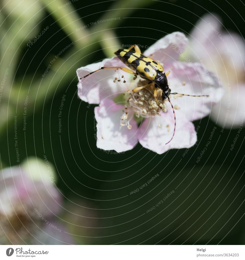 spotted narrow longhorn beetle - longhorn beetle foraging in a blackberry blossom Beetle Longhorn beetle Nature Colour photo Exterior shot Plant Animal