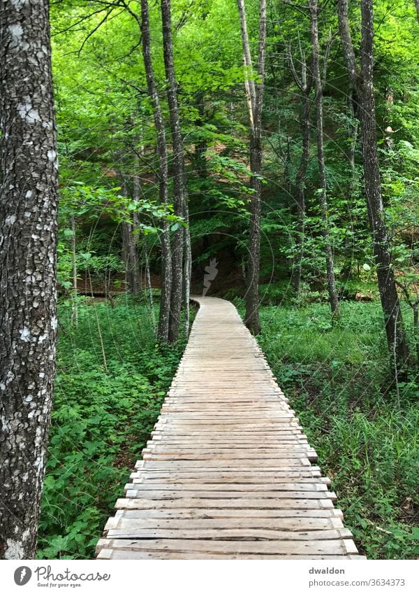 elevated wooden path through the forest Forest Footbridge Croatia Lonely Loneliness vacation green Lanes & trails off stroll walk Curve Street