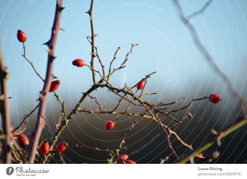 a few last rose hips on twigs Rose hip pink Rose plants collected nuts fruit Red Brown Branches and twigs Twigs and branches bushes Exterior shot Nature Plant