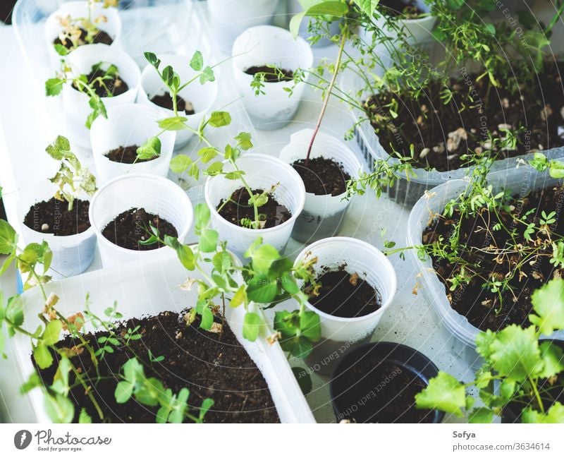 Home garden plants in plastic glasses green bud home grow vegetable food healthy nature organic growth young new pot spring fresh greenhouse leaf soy lentil