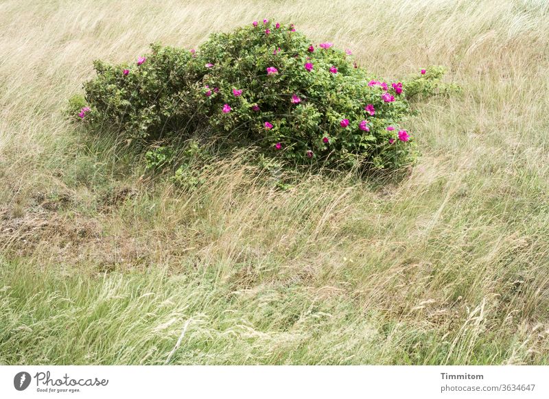 dog roses in the North Sea wind Dog rose Grass Wind Denmark dune Nature Deserted Environment Flowering plant