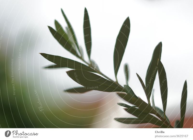 Olive branch with low depth of field Olive tree Olive leaf olive branch Colour photo Nature green Shallow depth of field Plant Exterior shot Olive harvest
