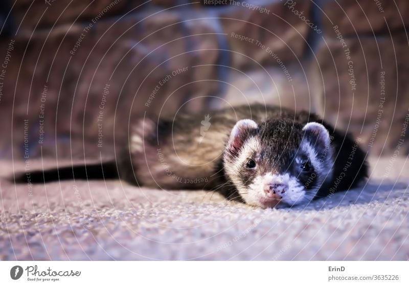 Adorable Face First Close Up View Ferret on Carpet ferret domestic animal weasel pole cat eyes shiny adorable close small expression face look gaze alert fun