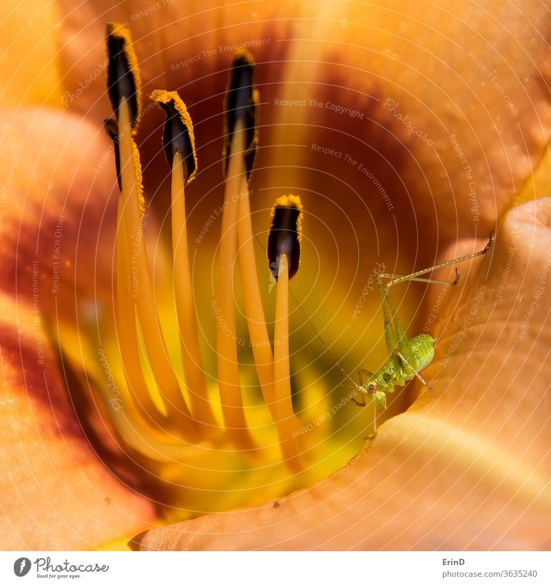 Katydid insect perches in flower close up with vibrant color macro abstract conceptual yellow white colorful life daylily detail bright orange flora nature