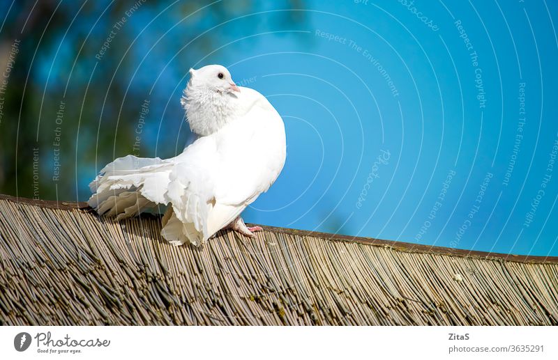 White dove sitting on a wooden roof white bird pigeon feathers blue sky sunny nature animal wild beautiful peaceful outdoor