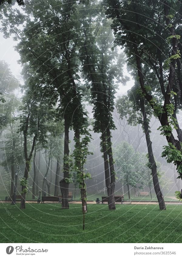 trees at the park in the early morning in the mist Park City haze fog Tree Trees foggy Morning Nature Spring Green solitude silence