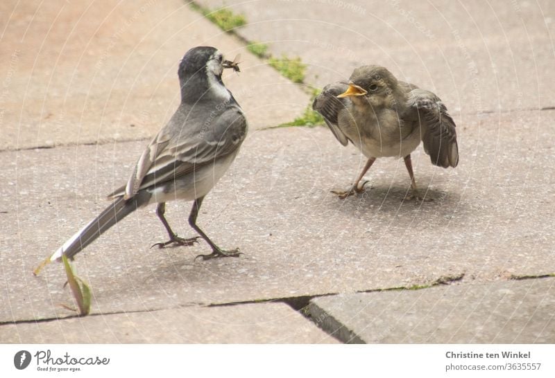 Breakfast at last! Begging young wagtail and parent bird with an insect in its beak Wagtail Wippsteert fledglings young animal Small hungry Motacilla alba