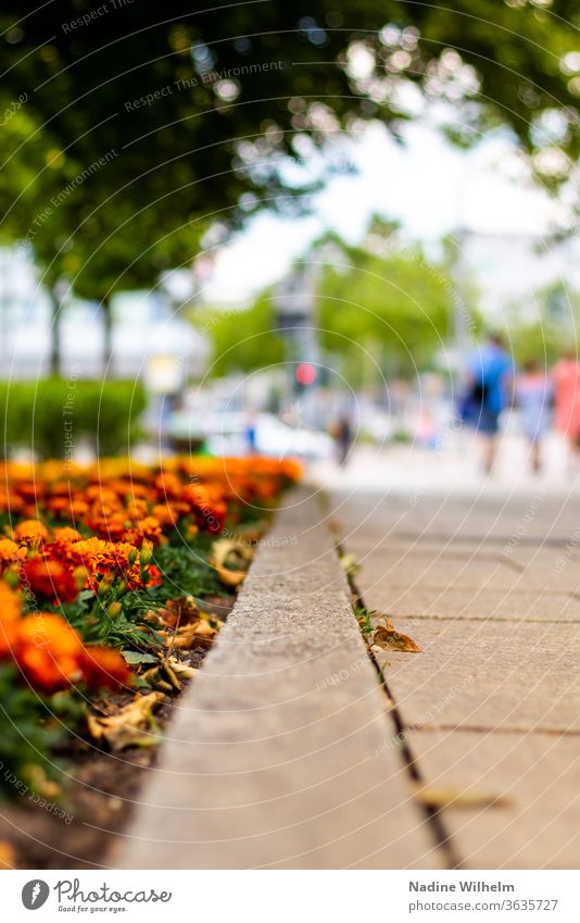 Flowers line a sidewalk in Chemnitz flowers Orange off leading path Town Downtown City centre & city centre people little depth of field Shallow depth of field