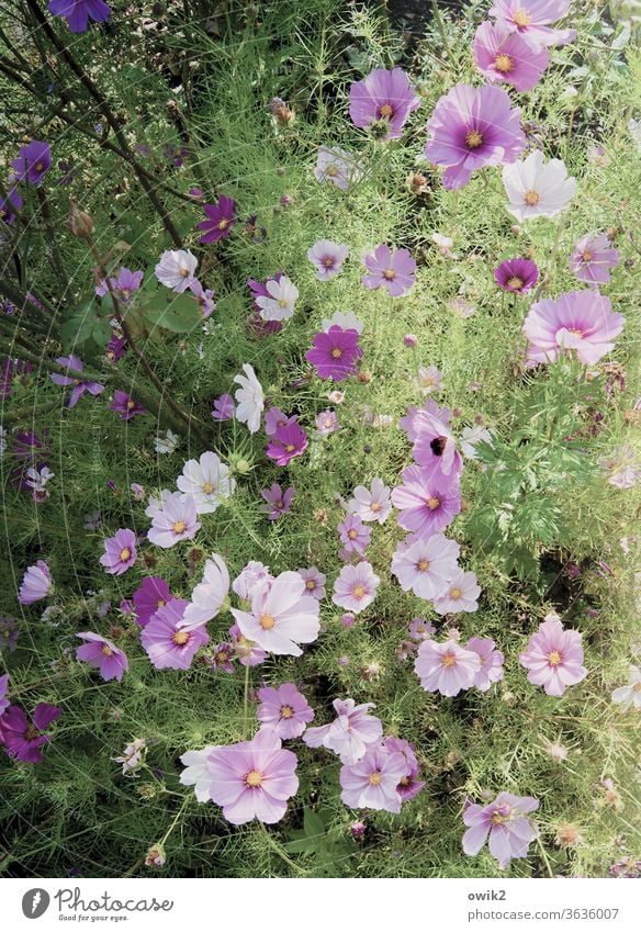 A kind of purple Cosmea flowers bleed Blossoming Summer Exterior shot Deserted Bright Colours luminescent Close-up Sunlight Environment Detail Plant Nature
