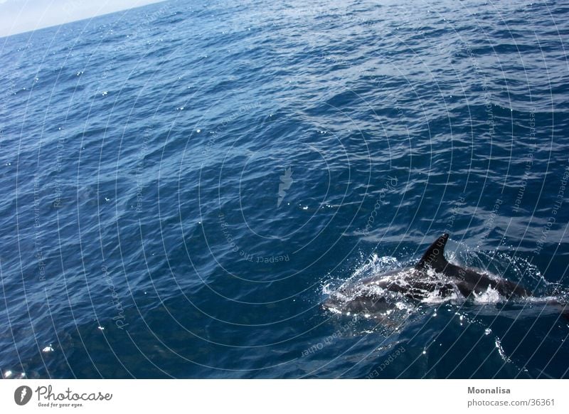Dolphin - pure joie de vivre! Ocean Waves dorsal fin Water ship tour Observe