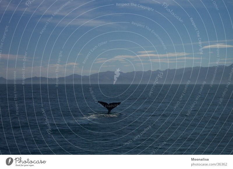 whale watching Whale Tail fluke Ocean Dive Sperm whale whale fin