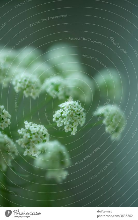 White meadow flower against a green background flowers Hemlock Umbellifer white carrot Meadow bleed Meadow flower still life aesthetics Purity Clarity blossom