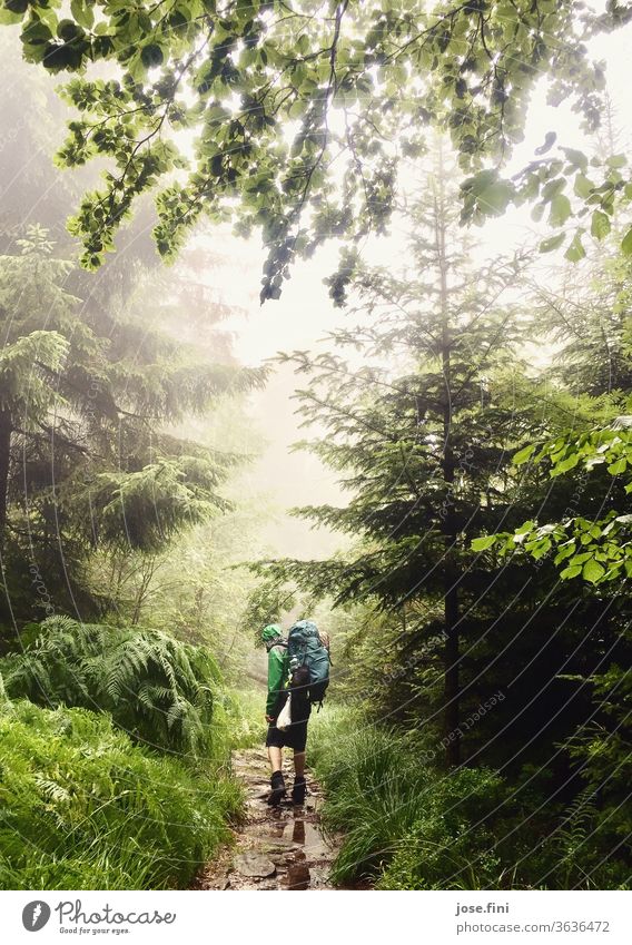 Man with backpack walks through rain in the forest. hikers outdoor Backpack trekking Hiking Young man Forest Rain Puddle tree Treetop Rain jacket Wet