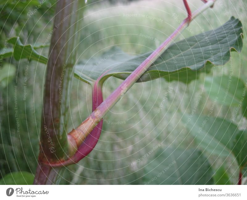 A large green leaf with a pink red stem on another pink green stem photographed from the side. flaked stalk Profile Perspective change of perspective