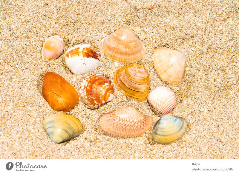 Sea shells on sand beach summer background marine sea texture tropical coast vacation nature ocean frame seashell starfish travel design seashore holiday