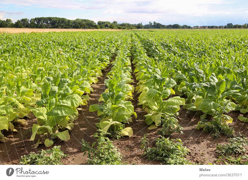 Green tobacco plants on a field in Rhineland-Palatinate plantation green leaf agriculture nature cigar growing harvest nicotine bloom cigarette nicotiana farm