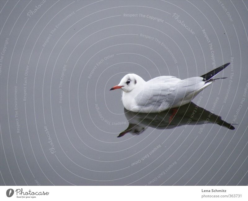 seagull Harmonious Relaxation Calm Freedom Environment Nature Animal Water River bank Bird Wing 1 Loneliness Idyll Moody Environmental protection Colour photo