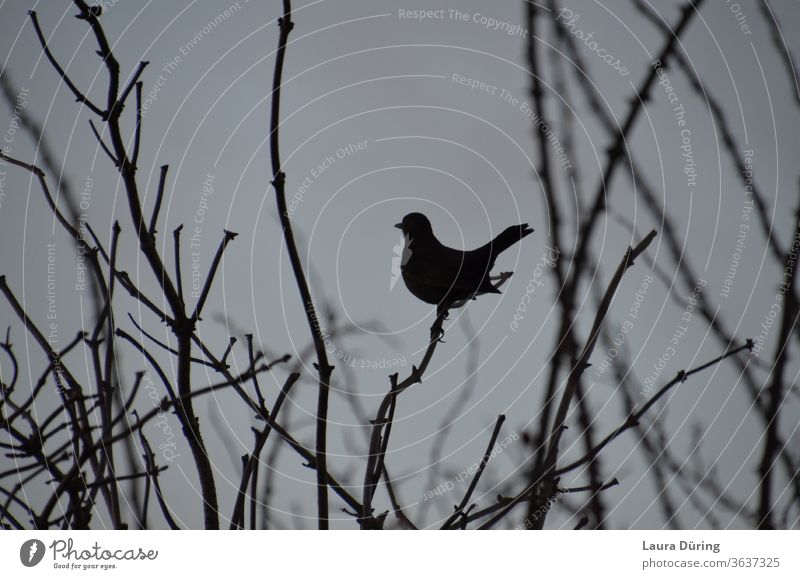 Bird silhouette between branches birds Silhouette Black Animal Exterior shot Gray Wild animal Nature Environment Gloomy natural Deserted Branches and twigs