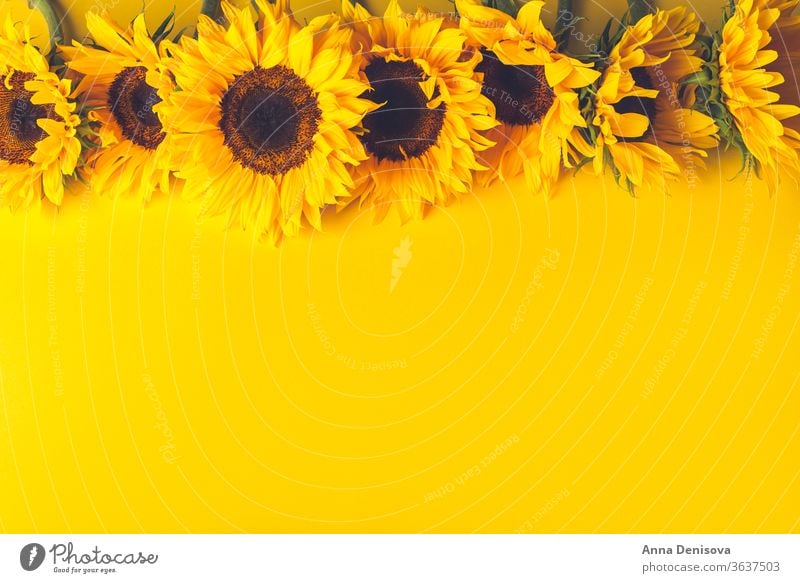 Yellow Sunflower Bouquet on Grey Background, Autumn Concept - a Royalty  Free Stock Photo from Photocase