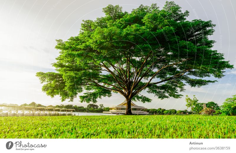 Big green tree with beautiful branches in the park. Green grass field near lake and watercycle. Lawn in garden on summer with sunlight. Sunshine to big tree on green grass land. Nature landscape.