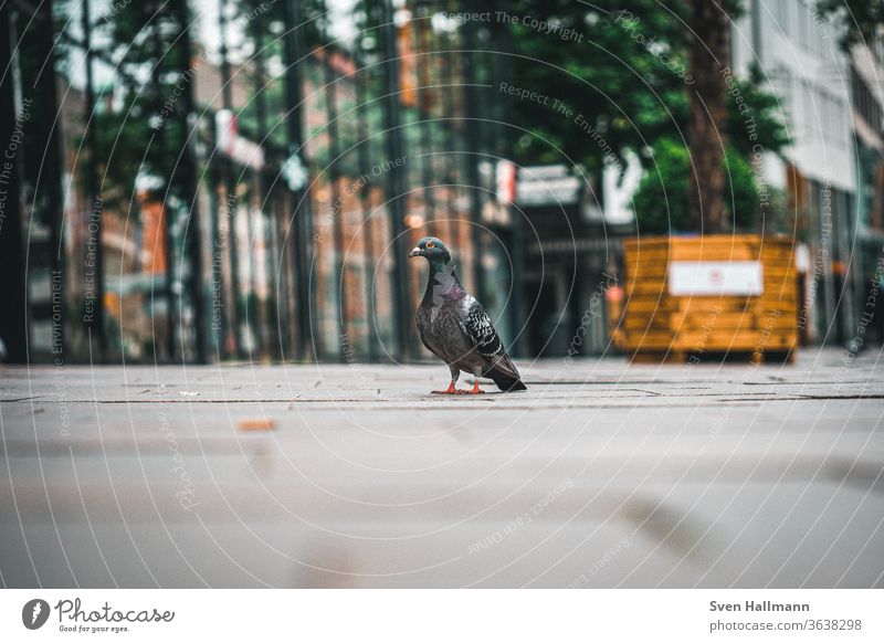 pigeon sits on the floor and looks around Pigeon Feather Bird Animal Colour photo Day Exterior shot Central perspective Animal portrait Peace Sunlight Light
