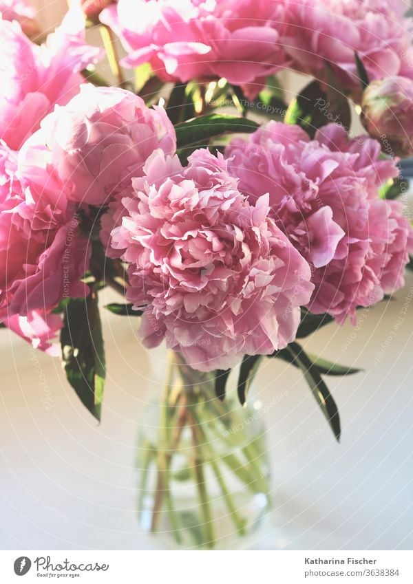 peonies flower Nature Pink Plant Colour photo Summer Blossom Beautiful Day Fresh Garden Natural Blossom leave Close-up bouquet of flowers Floral Bouquet Green