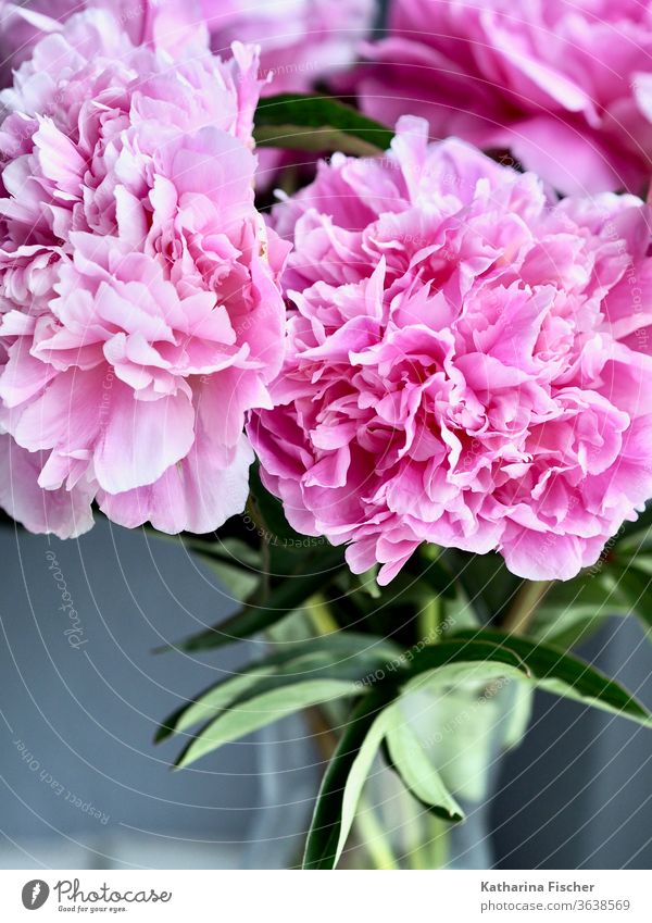 peonies Pink Flower Blossom Close-up Nature Colour photo Detail Summer Spring Blossoming Fragrance Blossom leave Day Beautiful Interior shot Esthetic Natural