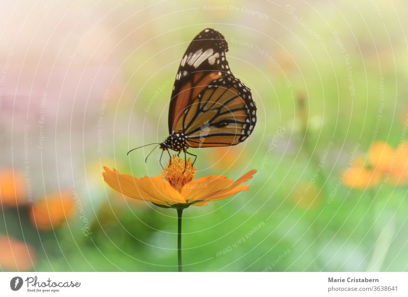 Monarch Butterfly or Danaus plexippus resting on a yellow cosmos flower Cosmos sulphureus Monarch butterfly Sulfur cosmos Yellow cosmos Design asset Spring time