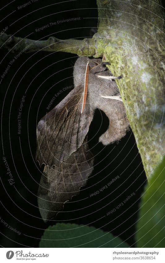 Poplar hawk moth shows its upwardly curved body, and extensive wings. Dappled day sunlight, plain dark background. poplar poplar hawk moth Laothoe populi