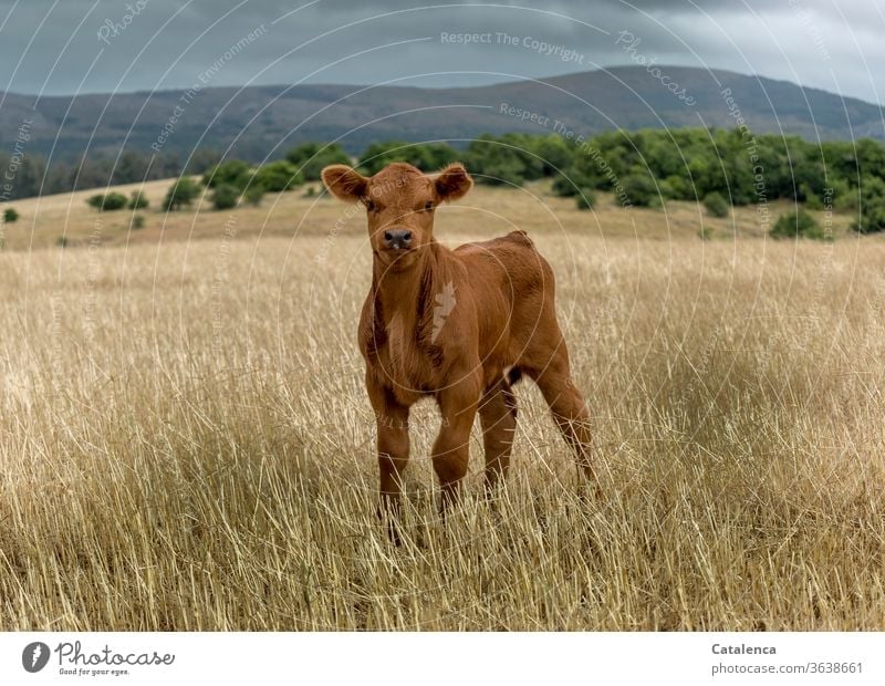 A curious calf on the wide steppe looks into the camera fauna Farm animal Calf youthful Baby animal Cattle inquisitorial Animal portrait Meadow Cute Cow