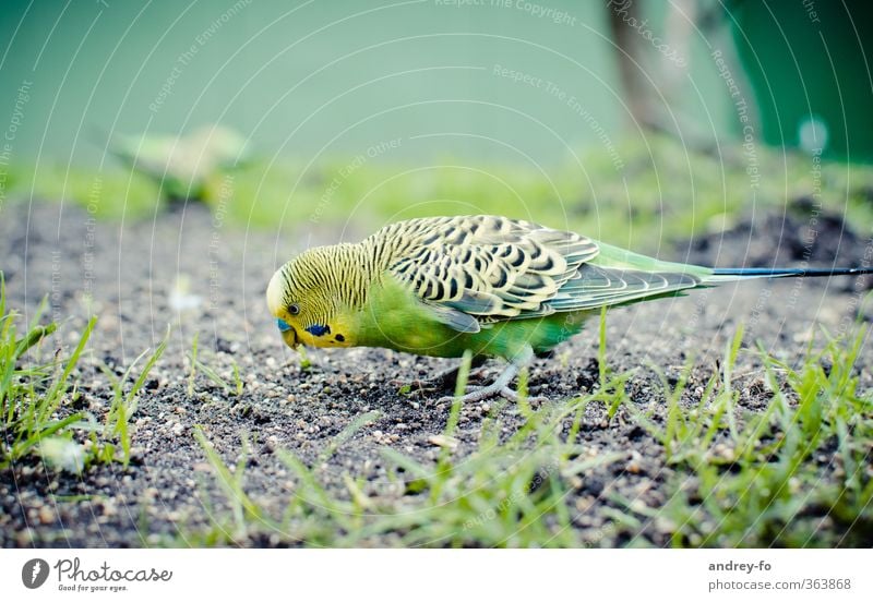 budgie Nature Animal Earth Summer Bird 1 To feed Feeding Beautiful Yellow Green Budgerigar Parrots Accumulate Search Birdseed Zoo Exotic Cute Grass Foraging