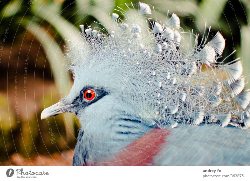 Crowned Pigeon Animal Bird Animal face 1 Exotic Fantastic Uniqueness Feather Beak Chic Exceptional Animal portrait Eyes Looking Blue Red Colour photo
