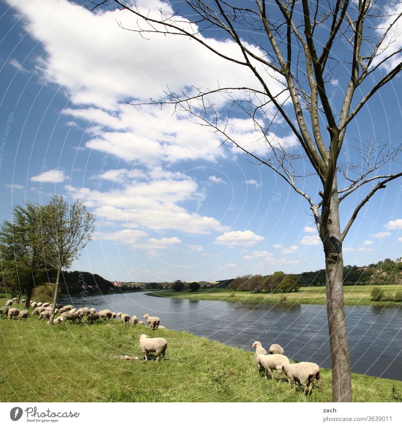 keep it flowing bank tree Channel Flow Elbe River Agriculture Blue Sky Blue sky Summer Clouds Nature Wind Levee Dike Sheep Lamb Animal Farm animal