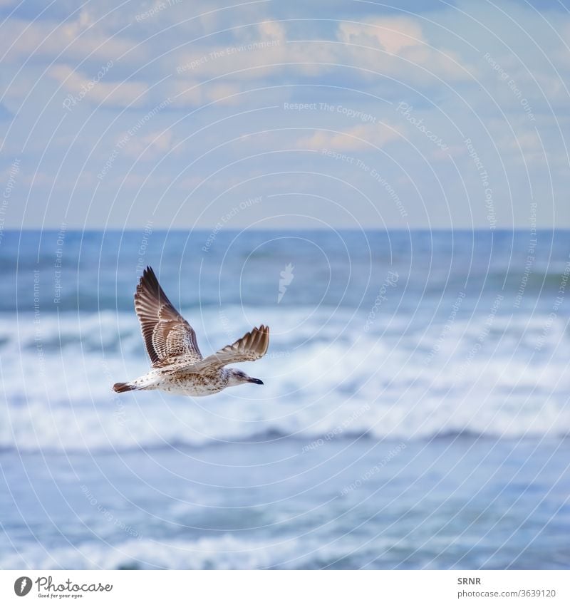 flying Young Seagull animal avian avifauna bird birdling common gull feathered feathery fledgling hover mew mew-gull outdoor perched plumage pullus sea gull