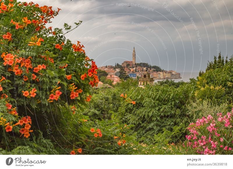 In the foreground blooming trumpet flower and oleander in the background far away the old town of Roninj in Croatia can be seen Istria flowers bleed blossom
