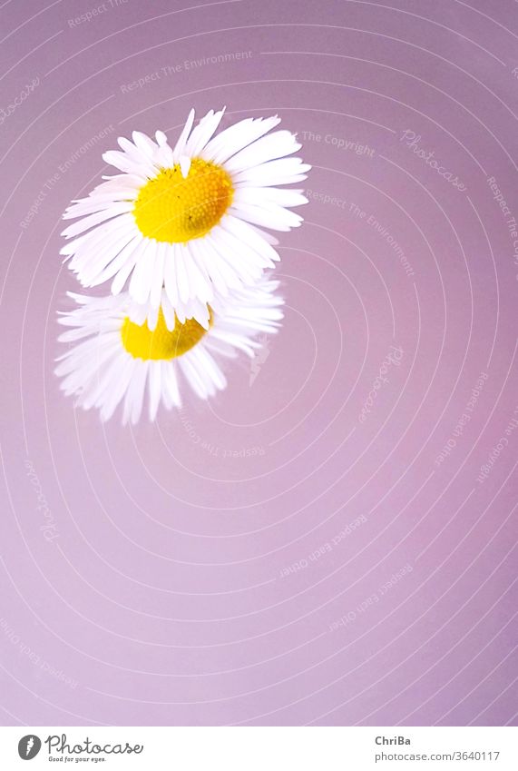 Daisies with mirror image on soft purple background Daisy mauve pastel Mirror image reflection Delicate somerwise Nature flowers bleed Plant Close-up