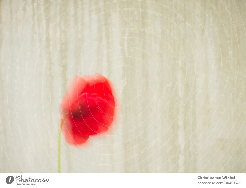 A red poppy blossom moves in the wind in front of a wet beige concrete wall. Longer exposure with motion blur. Lots of space for text. Poppy blossom Blossom