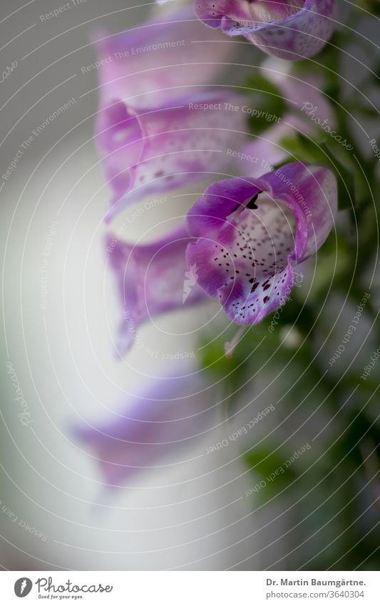 Digitalis purpurea, the foxglove, one flower sharp common closeup Plantaginaceae plantain family herbaceous poisonous purple biennial heart medicine showy