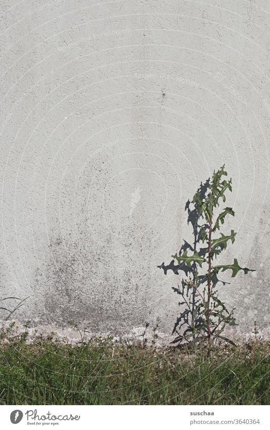 weed growing lonely and alone on a house wall Weed Wall (barrier) mural flower Plant Growth Shadow Grass green Environment Wild plant Meadow Thistle lowen tooth