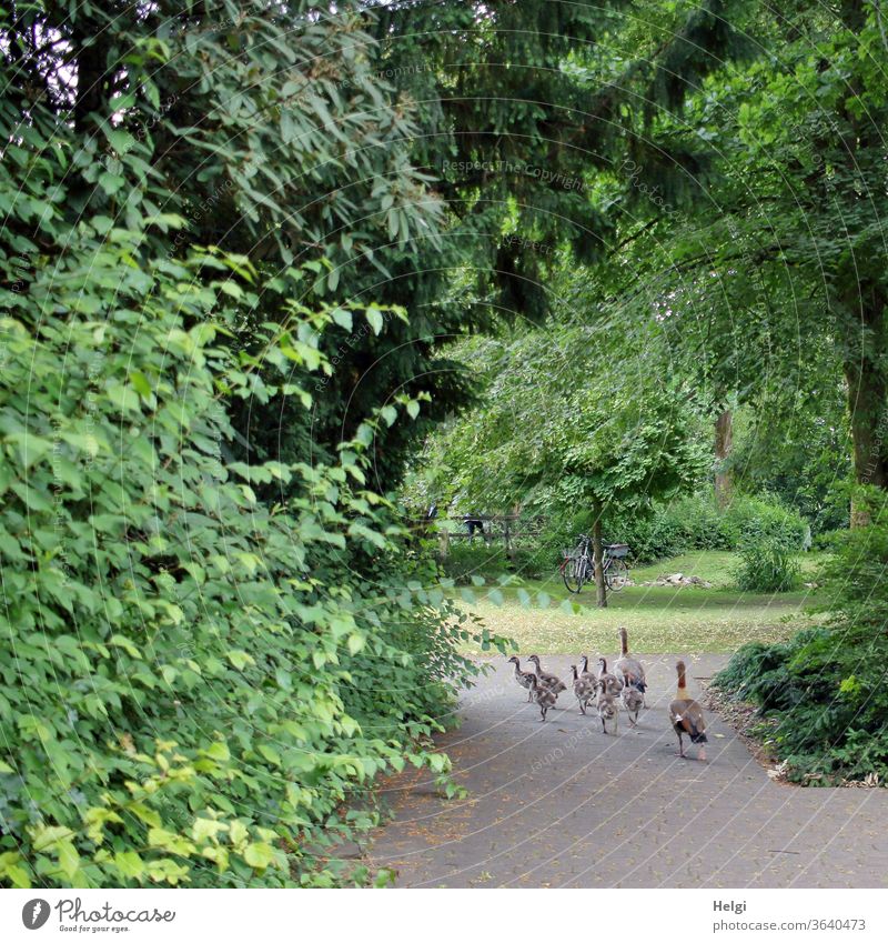 Family outing - Nile geese with 8 young animals walking along a path in the  park - a Royalty Free Stock Photo from Photocase