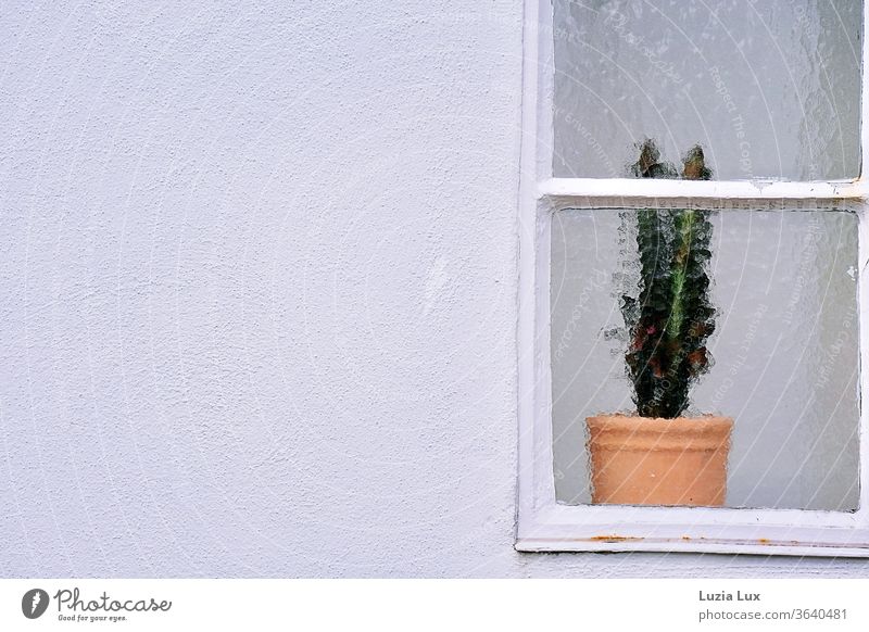 A cactus stands alone, but just behind a window of ornamental glass; around it a lot of bright white Cactus Window Glass unostentatious Minimalistic White Plant