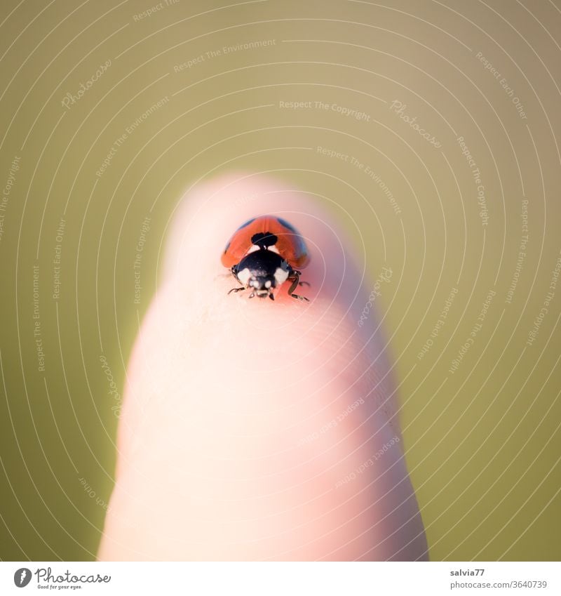 lucky charm Ladybird Good luck charm Beetle Happy Animal Nature Animal portrait Shallow depth of field Crawl Fingers Insect Close-up Small